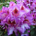 Rhododendron Hybr. 'Sternschnuppe'