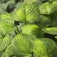 Hosta 'Avodado'