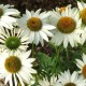 Echinacea 'Fragrant Angel'