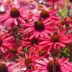 Echinacea 'Glowing Dream'