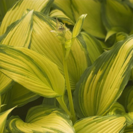 Hosta 'Choko Nishiki'