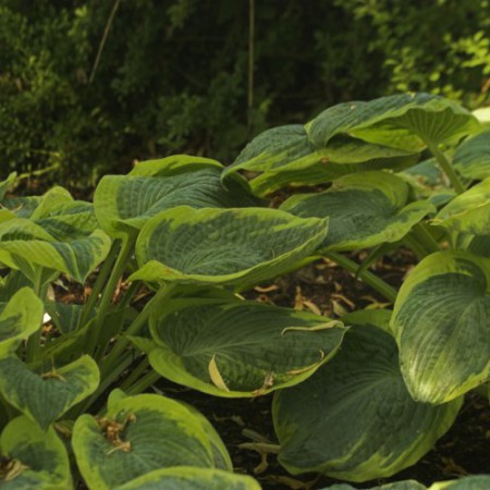 Hosta 'Frances Williams'