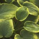 Hosta 'Maple Leaf'