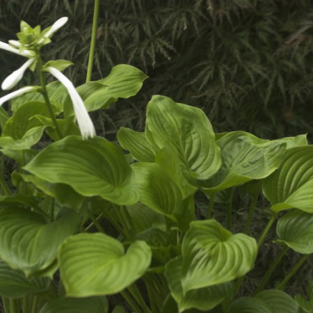 Hosta plantaguinea 'Grandiflora'
