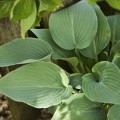 Hosta sieboldiana 'Elegans'