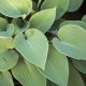 Hosta sieboldiana 'Elegans'