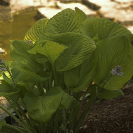 Hosta 'Sum and Substance'