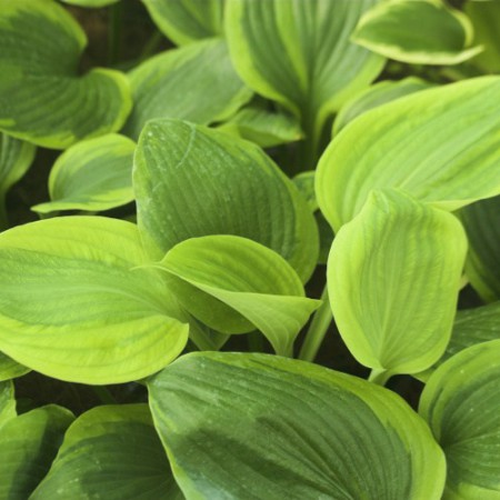 Hosta 'Sum of All'