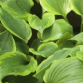 Hosta 'Sum of All'