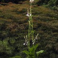 Hosta 'Tall Boy'