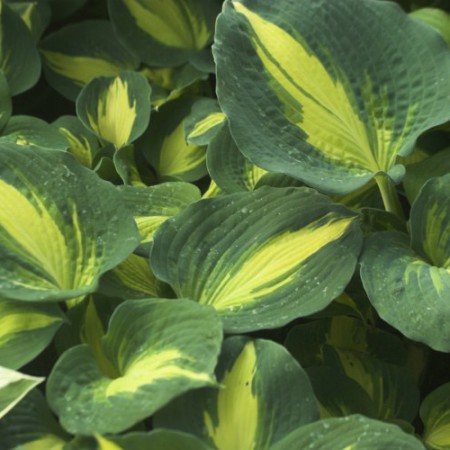 Hosta 'Thunderbolt'