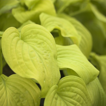 Hosta 'Tortilla Chip'