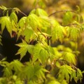Acer palmatum 'Summergold'