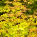 Acer palmatum 'Summergold'