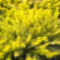 Erica carnea 'Golden Starlet'