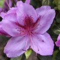 Rhododendron obtusum 'Peppina'