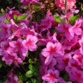 Rhododendron obtusum 'Peppina'