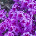 Rhododendron obtusum 'Peppina'