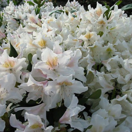 Rhododendron Hybride 'Cunningham´s White'