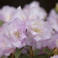 Rhododendron dauricum 'April Reign'