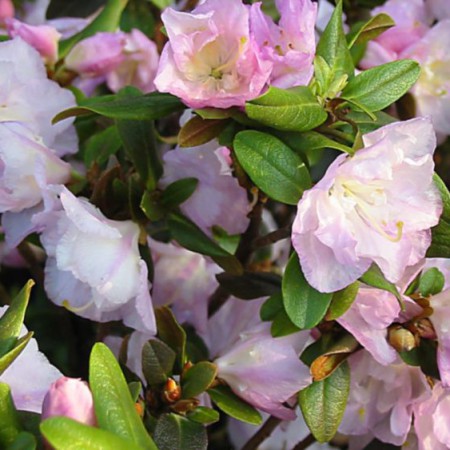 Rhododendron dauricum 'April Reign'