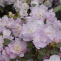 Rhododendron dauricum 'April Reign'