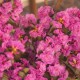 Rhododendron dauricum 'April Rose'