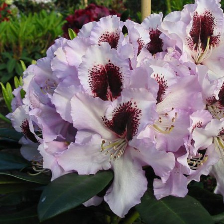 Rhododendron Hybr. 'Pinguin'