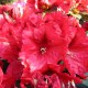 Rhododendron Hybr. 'Rabatz'