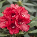 Rhododendron Hybr. 'Rabatz'