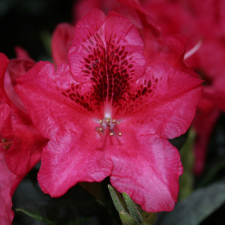 Rhododendron repens 'Corinna'