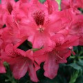 Rhododendron repens 'Corinna'