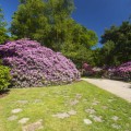 Rhododendron Hybride 'Roseum Elegans'