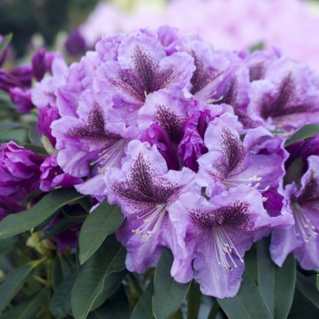 Rhododendron Hybr. 'Violette Funken'