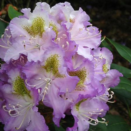 Rhododendron Hybr. 'Virginia Delp'