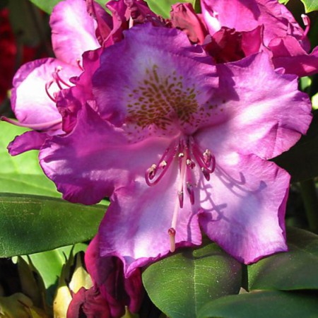 Rhododendron yakushimanum 'Bohlken´s Lupinenberg'
