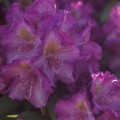 Rhododendron yakushimanum 'Bohlken´s Lupinenberg'