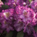 Rhododendron yakushimanum 'Bohlken´s Lupinenberg'