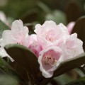 Rhododendron bureavii 'Hydon Velvet'
