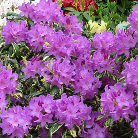 Rhododendron Hybride 'Carolina Spring'