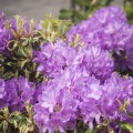 Rhododendron Hybride 'Carolina Spring'