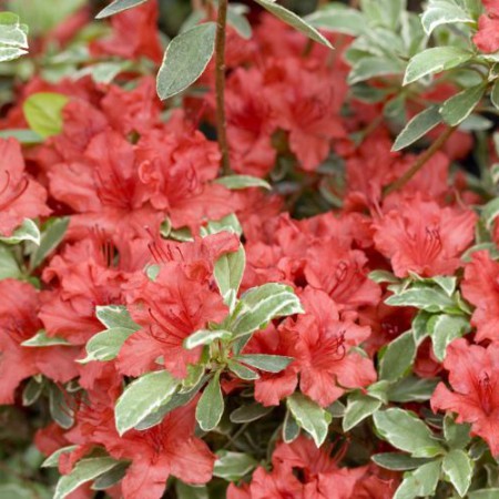 Rhododendron obtusum 'Hot Shot Variegated'