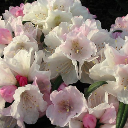 Rhododendron makinoi 'Makiyak'