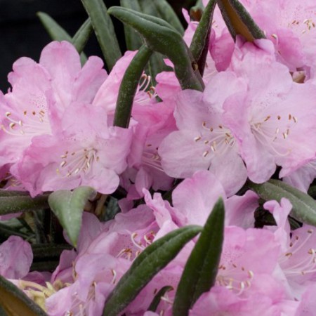 Rhododendron makinoi 'Jens Jörg Sörensen'