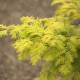 Metasequoia glyptostroboides 'Gold Rush'