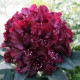 Rhododendron Hybr. 'Midnight Beauty'