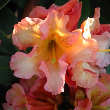 Rhododendron Hybr. 'Orange Flirt'
