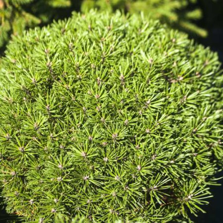 Pinus uncinata 'Süsse Perle'