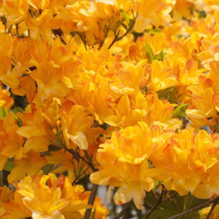 Rhododendron prinophyllum 'Golden Lights'