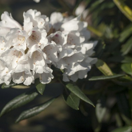 Rhododendron roxieanum 'Blewbury'